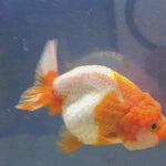 Thai Ranchu Red and White 4.00" Body Male (FEB-735)SHOWTANKB