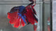 Live Male Betta Red Galaxy Koi Giants Halfmoon (TNK-A840) High quality what you see what you get!!