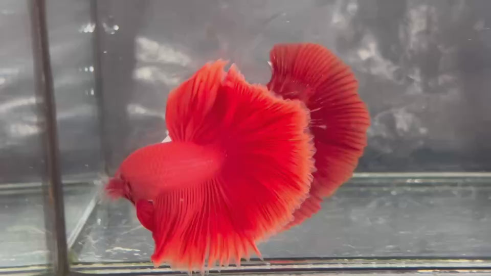 Live Male Betta Super Red Solid color Over Halfmoon (TNK-A793) High quality what you see what you get!!