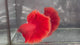Live Male Betta Super Red Solid color Over Halfmoon (TNK-A793) High quality what you see what you get!!