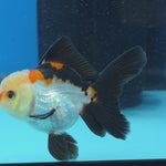 Thai Oranda Tri Color 3 in Body Female (FEB-527)R3A07