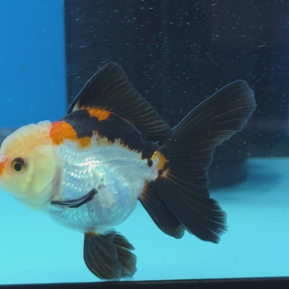 Thai Oranda Tri Color 3 in Body Female (FEB-527)R3A07