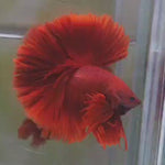 Live Male Betta Super Red Solid color OverHalfmoon (MKP-526) High quality what you see what you get!!
