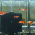 Albino Koi Guppy 