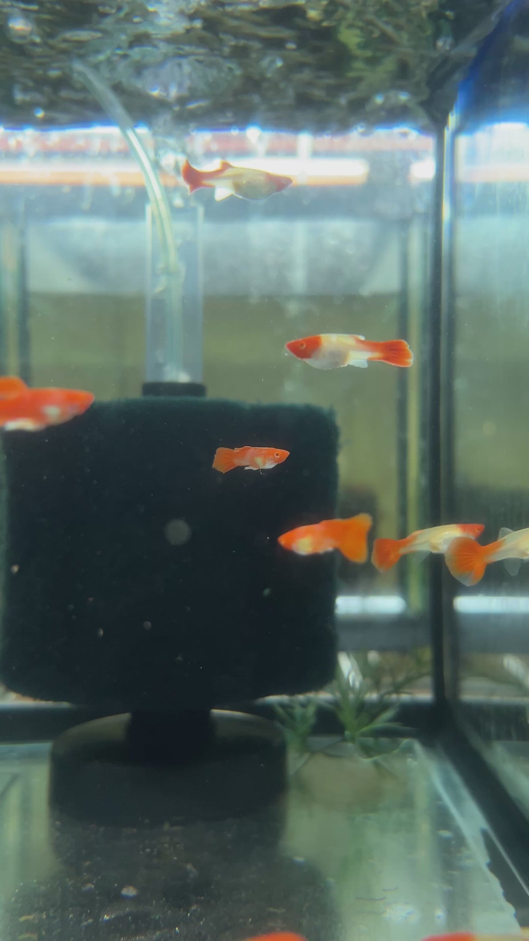 Albino Koi Guppy 