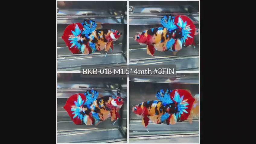 Live Male Betta Galaxy Nemo Plakat (BKB-018) High quality what you see what you get!!