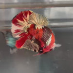 Live Male Betta Red Galaxy Copper Koi Plakat (TNK-A264) High quality what you see what you get!!