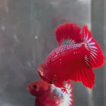 Live Male Betta Red Hellboy Startail Plakat (TNK-A704) High quality what you see what you get!!