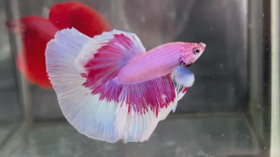 Live Male Betta Purple Pink Butterfly Dumbo big ear Halfmoon (TNK-A614)H High quality What you see What you get!!
