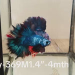 Live Male Betta Fancy marble Halfmoon (Sky-369) S302 High quality What you see What you get!!