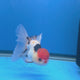 Thai Oranda Red Cap Tri-Color 3.00" Body Female (FEB-806)