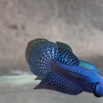 Live Male Betta Royal Blue Alien Hybrid Wild Plakat (BID-89) S054 High quality What you see What you get!!
