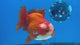 Thai Oranda Red/White 4” Body Male(CK-1449)R2A10