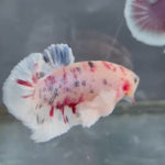 Live Male Betta Fancy Koi Dumbo big ear Plakat (TNK-981) S109 High quality What you see What you get!!