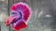Live Male Betta Fancy Red Purple Lavender Over Halfmoon (TNK-A782) High quality What you see What you get!!