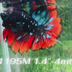 Live Male Betta Red Black Galaxy Super Delta (Sky-1195) High quality what you see what you get!!