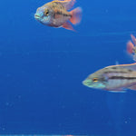 Live Freshwater Aquarium African Cichlid Red Empress (Protomelas Taeniolatus)(CHD-105)U028