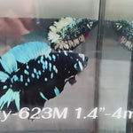 Live Male Betta Blue Black Galaxy Avatar Doubletail Plakat (Sky-623) High quality what you see what you get!!