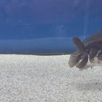 Thai Oranda Panda 2" Female (FEB-490)