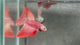 Live Male Betta Red Alien Hybrid Wild Long tail (BID-208) High quality What you see What you get!!