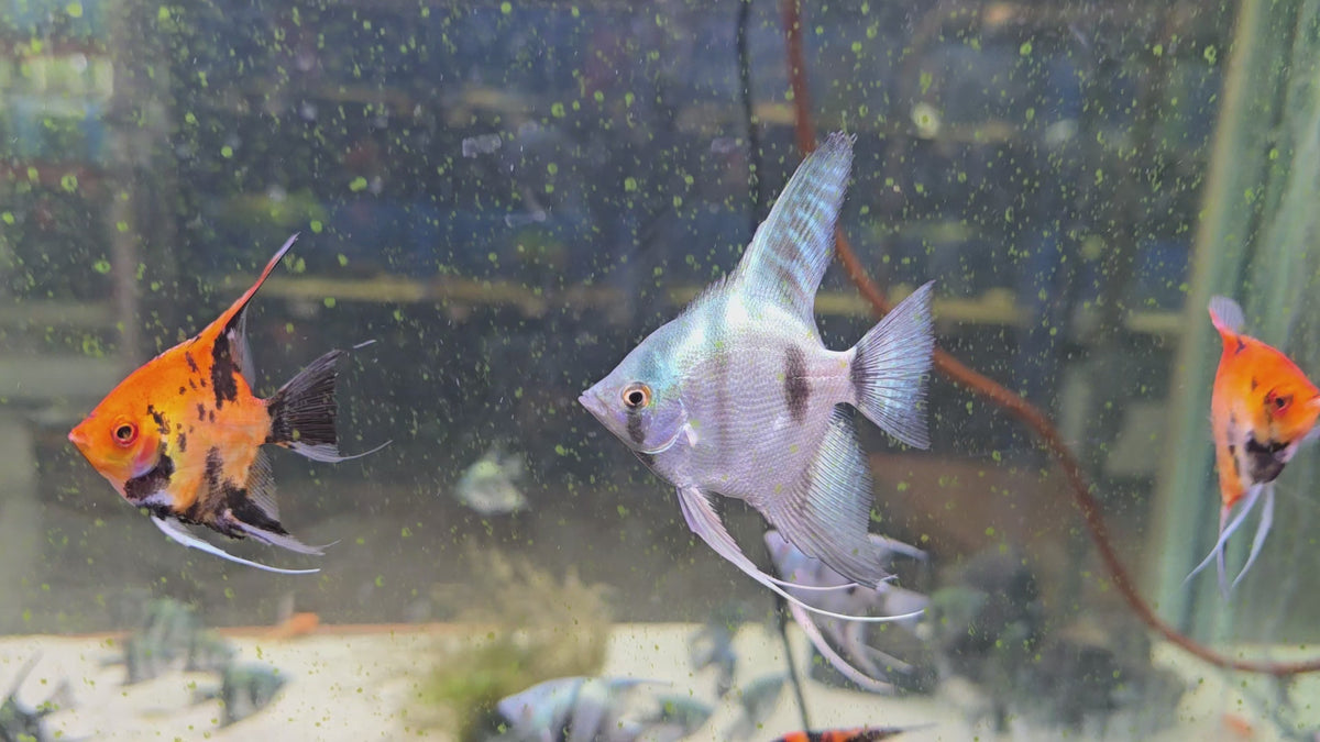 Live Freshwater Aquarium Blue Ghost Angelfish 1.50-2.00" Body