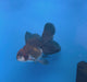 Thai Oranda Red Cap Apache 3.00" Body Male (FEB-796)R1B03
