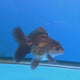 Thai Oranda Panda 3.25” Female(FEB-892)R2B11