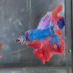 Live Male Betta Fancy Blue Red Over Halfmoon (TNK-A682) S110 High quality What you see What you get!!!