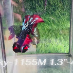 Live Male Betta Black Galaxy Avatar Plakat (Sky-1155) High quality what you see what you get!!