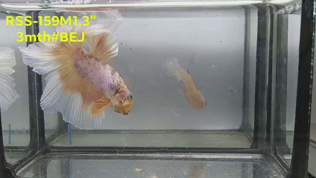 Live Male Betta Fancy Yellow Light colors Halfmoon Rosetail (RSS-159)High quality what you see what you get!!