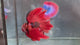 Live Male Betta Red Black Galaxy Koi Giants Halfmoon (TNK-A842) High quality what you see what you get!!