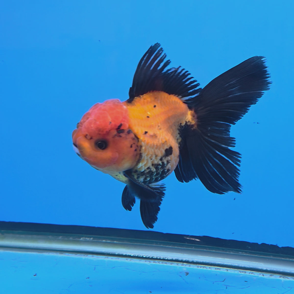 Thai Oranda Apache 3"inch Body Male(FEB-915)R3A07