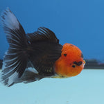 Thai Oranda Red Cap Black 3.5” Female(FEB-727)R1B07