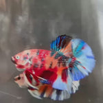 Live Male Betta Fancy Red Koi metallic Mixed colors Plakat (KSA-A555)High quality what you see what you get!!
