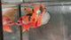 Live Male Betta Orange Galaxy Nemo Plakat (TNK-A532)S347✔️ High quality what you see what you get!!