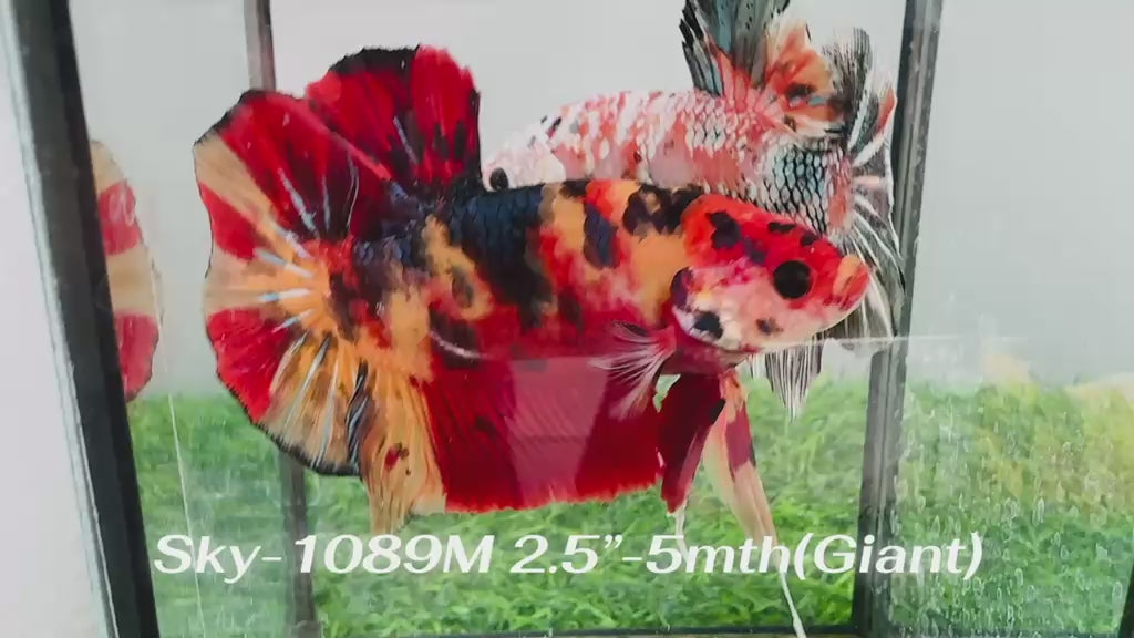 Live Male Betta Nemo Metallic Giants Plakat (Sky-1089)S373 High quality What you see What you get!!