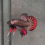 Live Male Betta Copper Red Imbellis Hybrid Wild Plakat (BID-178) High quality what you see what you get!!