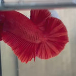 Super Red Plakat Male betta Fish Our Choice (CBM-1035)