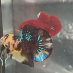 Live Male Betta Black Yellow Tiger Koi Plakat (TNK-A696) High quality what you see what you get!!