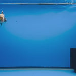 (KP-257) SHOGUN 2.5'' Calico Oranda (TUB15)