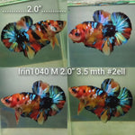 (IRIN-1040) NEMO EMERALD GALAXY PLAKAT MALE BETTA
