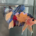 Live Male Betta Galaxy Koi Giants Plakat (TNK-A412)  R11D21 High quality What you see What you get!!