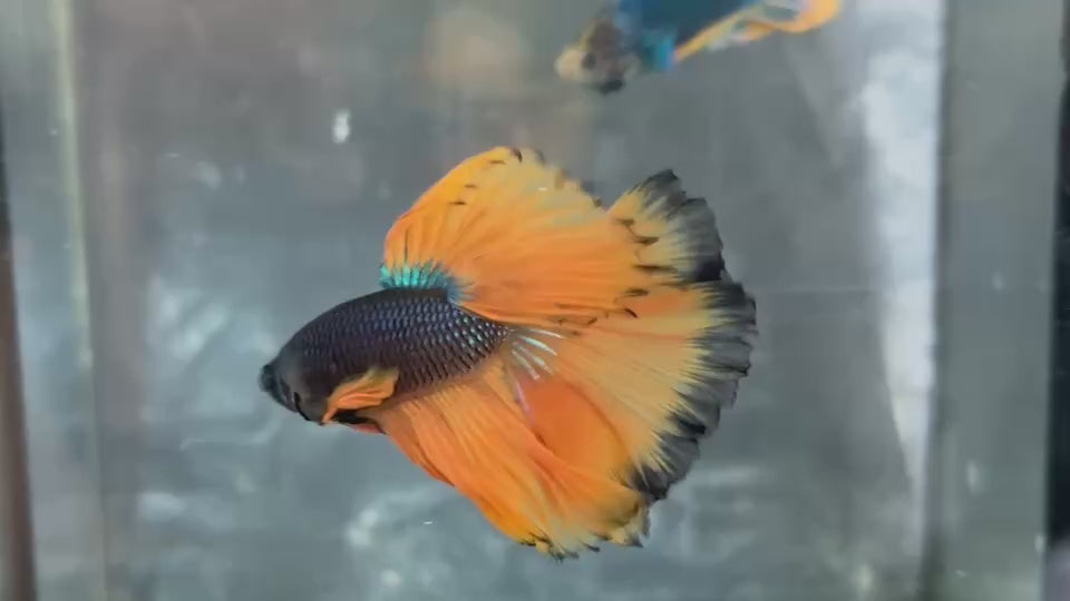Live Male Betta Yellow Black Mustard Over Halfmoon (TNK-A779) High quality What you see What you get!!