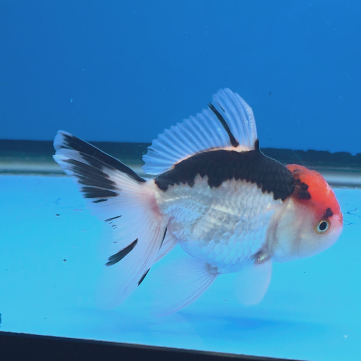 Thai Oranda Tri-Color 2.5" Body Female (FEB-905)R3B20