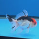 Thai Oranda Tri-Color 2.5" Body Female (FEB-905)R3B20