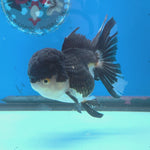 Thai Oranda Panda 4" Body female 9mths(FEB-569)R3A01