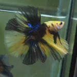 Yellow Koi Halfmoon Male Betta