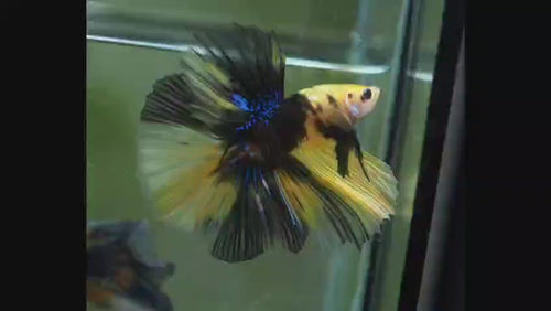 Yellow Koi Halfmoon Male Betta