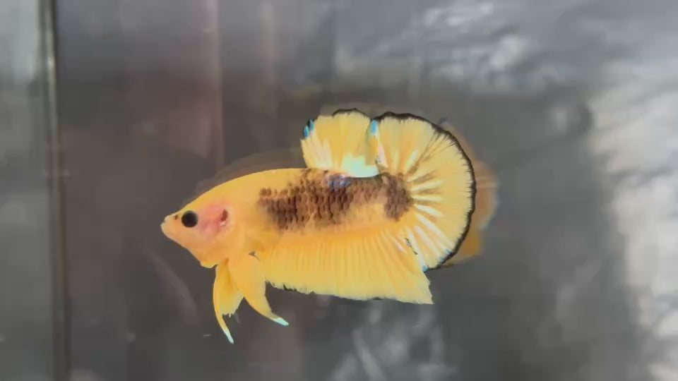 Live Male Betta Fancy Yellow Hellboy Plakat (TNK-A810) High quality what you see what you get!!