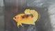 Live Male Betta Fancy Yellow Hellboy Plakat (TNK-A810) High quality what you see what you get!!